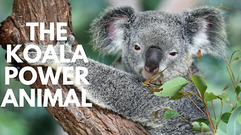 The Koala Power Animal