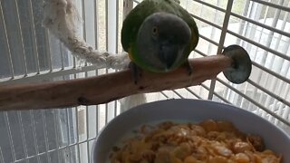 Mango's Favorite Breakfast