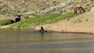 Wild horses