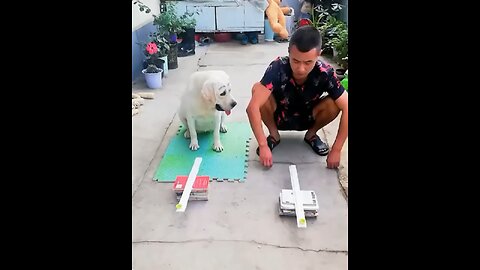 Training your best friend