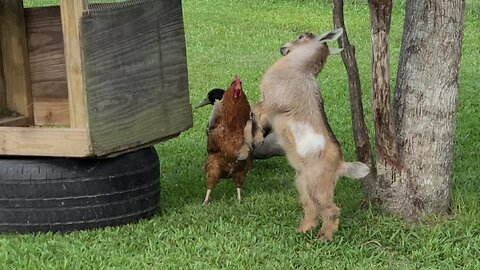 Baby Goat vs Chicken. I got $20 on Chicken!