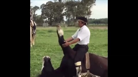Funny and Cute Horse Videos Compilation cute moment of the horses- Cutest Horse #578 4