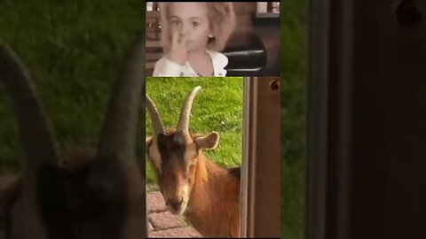 Watch A peeping goat is on the loose in Chatham Township, N J shorts