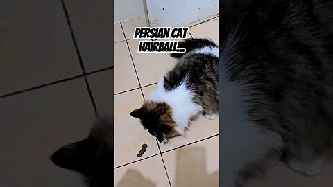 Persian Cat Coughs Out Hairball...