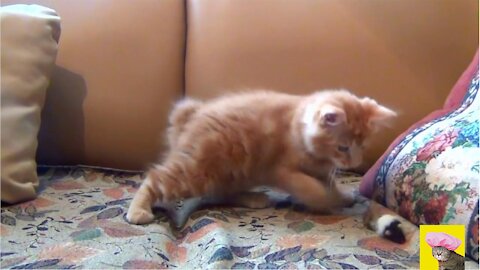 This adorable kitten wouldn't stop playing on your couch | Cute animals