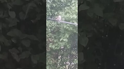 hummingbird getting a bath in the rain