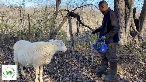 The Superstar of the Farm