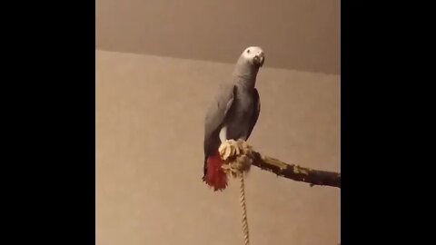 African grey parrots