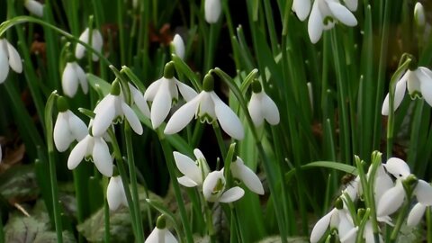 Free Stock Footage 4k Videos NCV NoCopyrightVideos Snowdrop