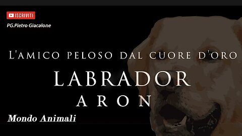 ARON: "L'amico peloso dal cuore d'oro"