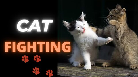 Cat Fighting | Funny Cat Fight | Cat funny fight | animal funny video |