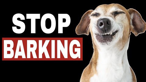 TOP 10 dog barking videos compilation 2022 ♥ Dog barking sound - Funny dogs