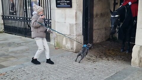 French bull dog tries to intimidate the kings guards horse #thekingsguard