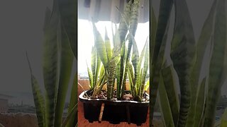 parte 2 cuidando das plantas
