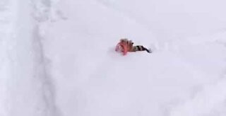 Dog has great difficulty walking in the snow