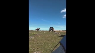 Camping With Wild Ponies | Hiking in Virginia