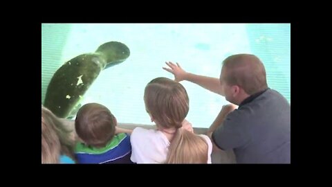 SeaWorld Orlando Knows How To Celebrate Manatee Appreciation Day!