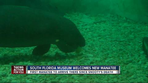 South Fla. Museum gets first rescue manatee since Snooty's death