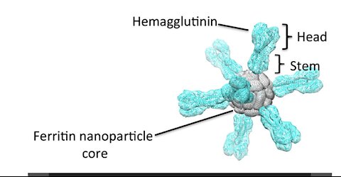 💉's Likely Have Iron Oxide Nanocrystals Causing Magnets to Stick to Injection Site