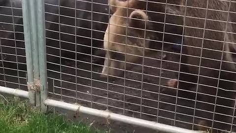 Young Girl Gets More Interested In A Worm Than A Bear