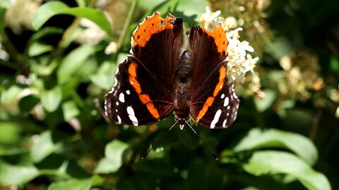Red Admiral Butterfly Drinking Nectar