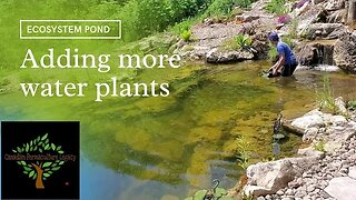 Adding water plants to the ecosystem recreation pond
