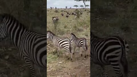 Our Encounter with Herds of Zebras and Wildebeest !🤔#shorts #safari #travel #travelling