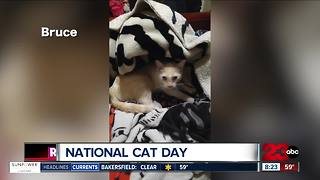 23ABC viewers send in pictures of their cats for National Cat Day