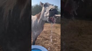 Watering My Horses