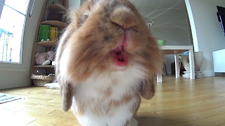 Did you ever see a bunny with lipstick ?