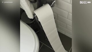 Un chiot surpris en train de grignoter le papier toilette