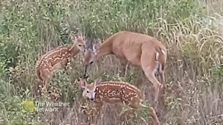 Mama deer and her fawns forage in a backyard