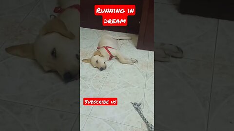 Running in Dream #shorts #shortsfeed #dog