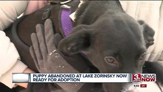 Puppy abandoned at Lake Zorinsky available for adoption
