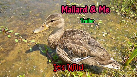 “Mallard & Me” Trailer – It’s Wild
