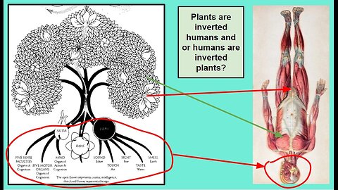 Health Alkemy Community Dinner Talk December 1 2023 - Mitochondria and Minerals