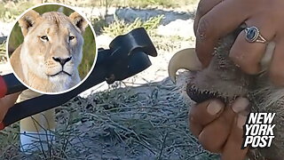 How to cut a lion's nails? Very carefully