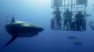 Hajen, det mest berømte rovdyr fra havet