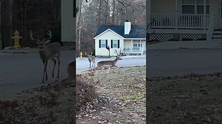 Big Buck in North Carolina #deerhunting