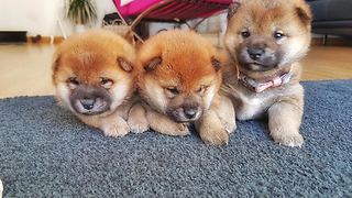 These Shiba Inu Pups Are Too Fluffy To Bear