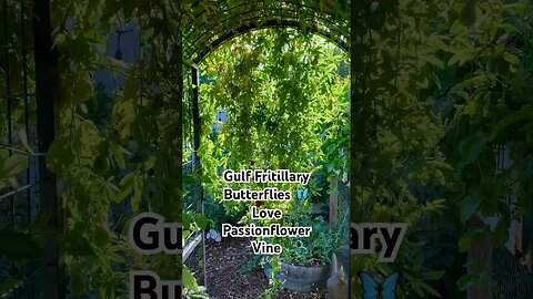 Gulf Fritillary Butterflies 🦋 on Passion Flower Vine