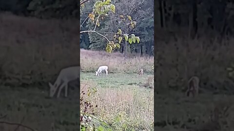 Very Rare #albino #deer #whitetaildeer