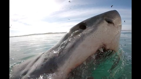 Close call! A 4 meter Great White Shark Lunges at the camera