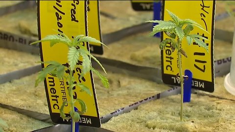 First steps towards Ohio's medical marijuana happening in cultivation facilities across the state