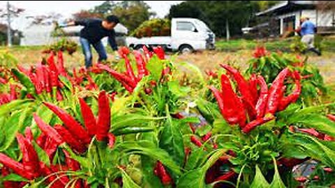 Hawk Claw Chilies - Japan Chili Farming and Harvest - Japanese traditional spices