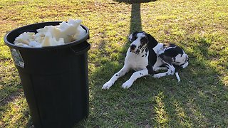 Great Dane Puppy vs Foam Dog Bed....The Cleanup