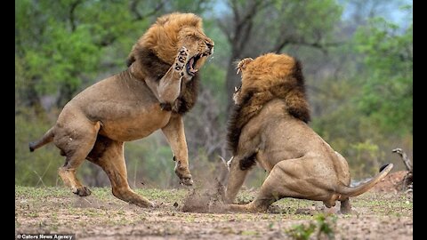 Don't miss it. Fierce combat between three lions 2021