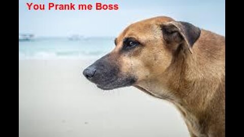 Its A Prank Boss