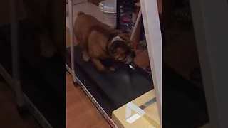 Bulldog on a treadmill