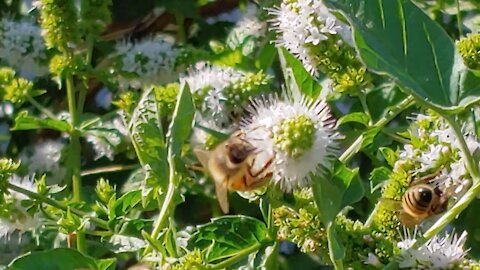 🐝🍯 HONEY BEES loving SWEET MINT BLOSSOMS